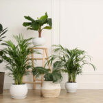 5 Indoor Plants For Good Energy And Happiness