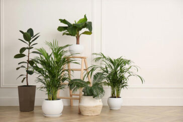 5 Indoor Plants For Good Energy And Happiness