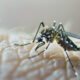 Dengue, Zika Virus & More: Stay Safe from Monsoon Mosquitoes in India